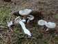 Szagos csigagomba (Hygrophorus agathosmus), Őrség